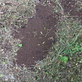 김건우님의 기타작물 · 영농일지 작성글 사진