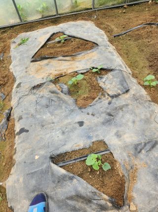 현모양처(양현모)님의 오이 · 영농일지 작성글 사진