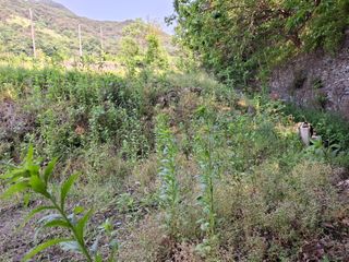 김광자님의 기타작물 · 영농일지 작성글 사진