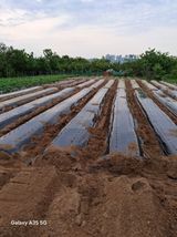 팜모닝 참깨·영농일지 게시글 이미지