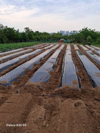 행복한누룩님의 참깨 · 영농일지 작성글 사진