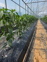 팜모닝 고추·영농일지 게시글 이미지