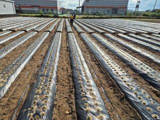 우리농원님의 기타작물 · 영농일지 작성글 사진