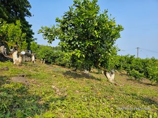 모래알님의 귤 · 영농일지 작성글 사진