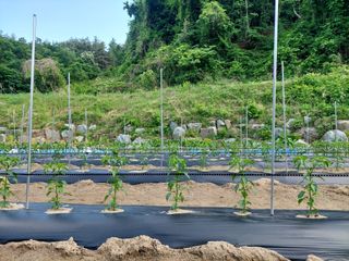 관음손가네님의 고추 · 영농일지 작성글 사진