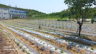 양배추16486님의 참깨 · 영농일지 작성글 사진