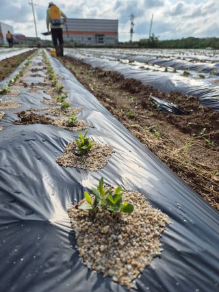 우리농원님의 기타작물 · 영농일지 작성글 사진