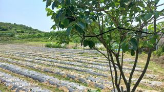 양배추16486님의 참깨 · 영농일지 작성글 사진