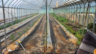 감자11850님의 고추 · 영농일지 작성글 사진