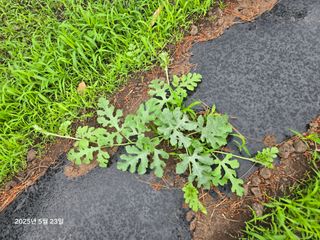 Captain김상곤님의 호박 · 영농일지 작성글 사진