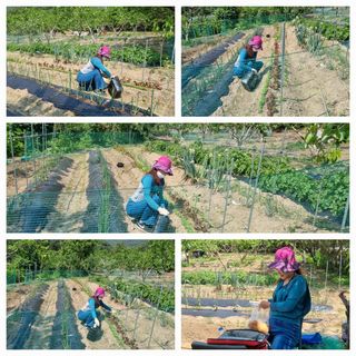 향양농장 사랑합니다님의 고추 · 영농일지 작성글 사진