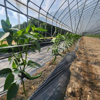 유원준님의 고추 · 영농일지 작성글 사진