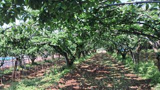 장원팜님의 배 · 영농일지 작성글 사진