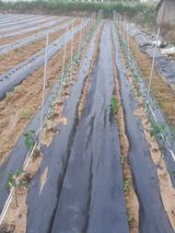 팜모닝 고구마·영농일지 게시글 이미지