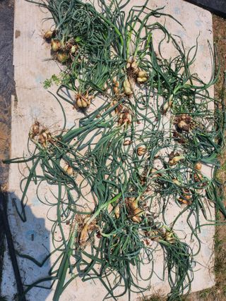 김진영님님의 양파 · 영농일지 작성글 사진