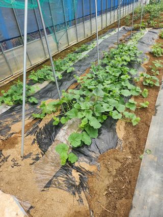 현모양처(양현모)님의 기타작물 · 영농일지 작성글 사진