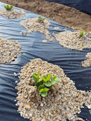 우리농원님의 기타작물 · 영농일지 작성글 사진