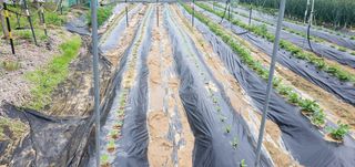 박상중님의 참깨 · 영농일지 작성글 사진