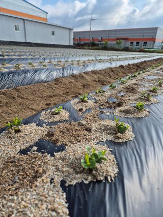우리농원님의 기타작물 · 영농일지 작성글 사진