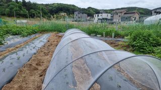 김윤회님의 기타작물 · 영농일지 작성글 사진