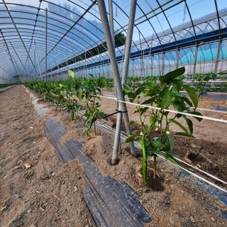 유원준님의 고추 · 영농일지 작성글 사진