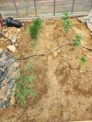 현모양처(양현모)님의 오이 · 영농일지 작성글 사진