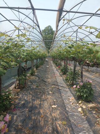 이영학 님의 포도 · 영농일지 작성글 사진