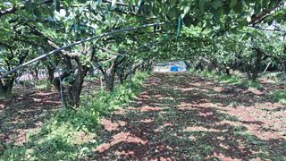 장원팜님의 배 · 영농일지 작성글 사진