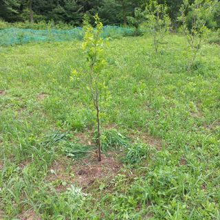 김건우님의 기타작물 · 영농일지 작성글 사진
