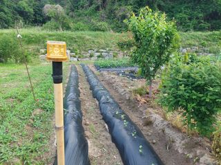 관음손가네님의 고추 · 영농일지 작성글 사진