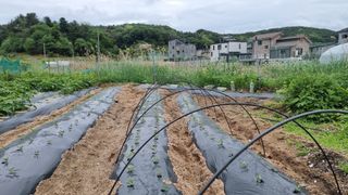 김윤회님의 기타작물 · 영농일지 작성글 사진