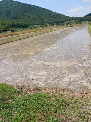 이근우님의 벼 · 영농일지 작성글 사진