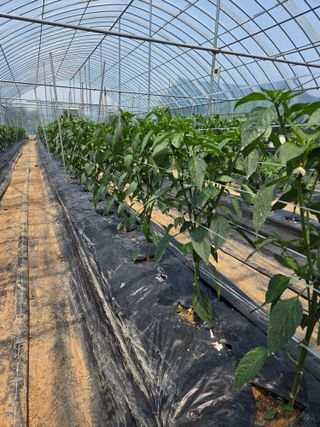 제주농부님의 고추 · 영농일지 작성글 사진