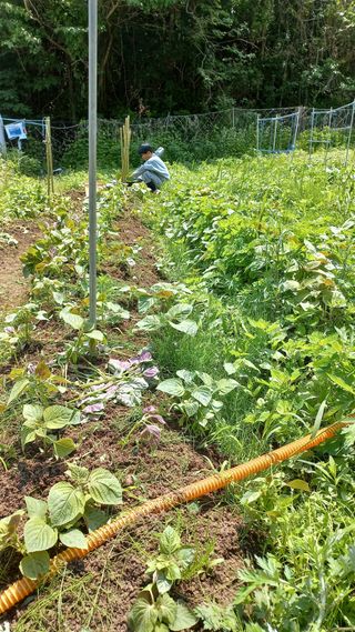 초보 구찌뽕님의 고추 · 영농일지 작성글 사진