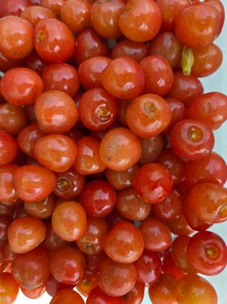 제주농부님의 고추 · 영농일지 작성글 사진