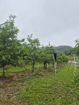 팜모닝 기타작물·영농일지 게시글 이미지