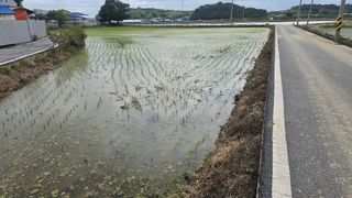 송종철님의 벼 · 영농일지 작성글 사진