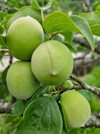 매실향기차향기님의 매실 · 영농일지 작성글 사진