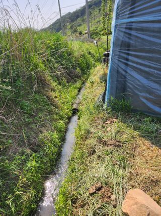 김진영님님의 양파 · 영농일지 작성글 사진