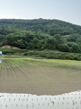 조준호님의 벼 · 영농일지 작성글 사진
