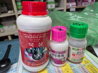 김분옥님의 블루베리 · 영농일지 작성글 사진