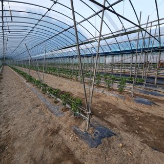 유원준님의 고추 · 영농일지 작성글 사진