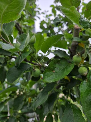 이상술님의 기타작물 · 영농일지 작성글 사진