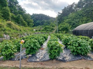 관음손가네님의 고추 · 영농일지 작성글 사진