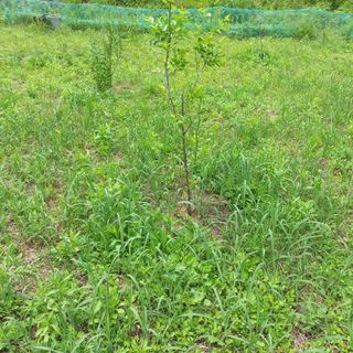 김건우님의 기타작물 · 영농일지 작성글 사진