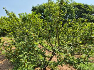 김영진님의 감 · 영농일지 작성글 사진