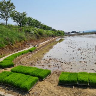 백현호님의 벼 · 영농일지 작성글 사진