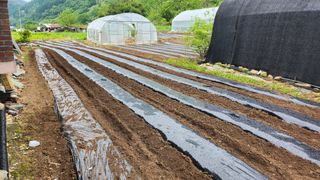 감자11850님의 들깨 · 영농일지 작성글 사진