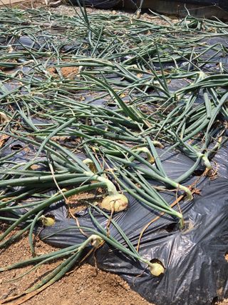 제주농부님의 고추 · 영농일지 작성글 사진