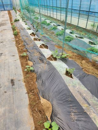 현모양처(양현모)님의 기타작물 · 영농일지 작성글 사진